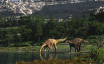 Ampelosaurus