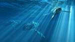 Liopleurodon, Leedsichthys